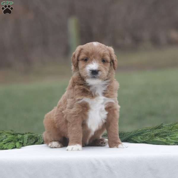 Frosty, Goldendoodle Puppy